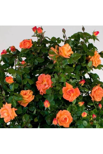 Чайно-гібридна троянда Louis de Funès 